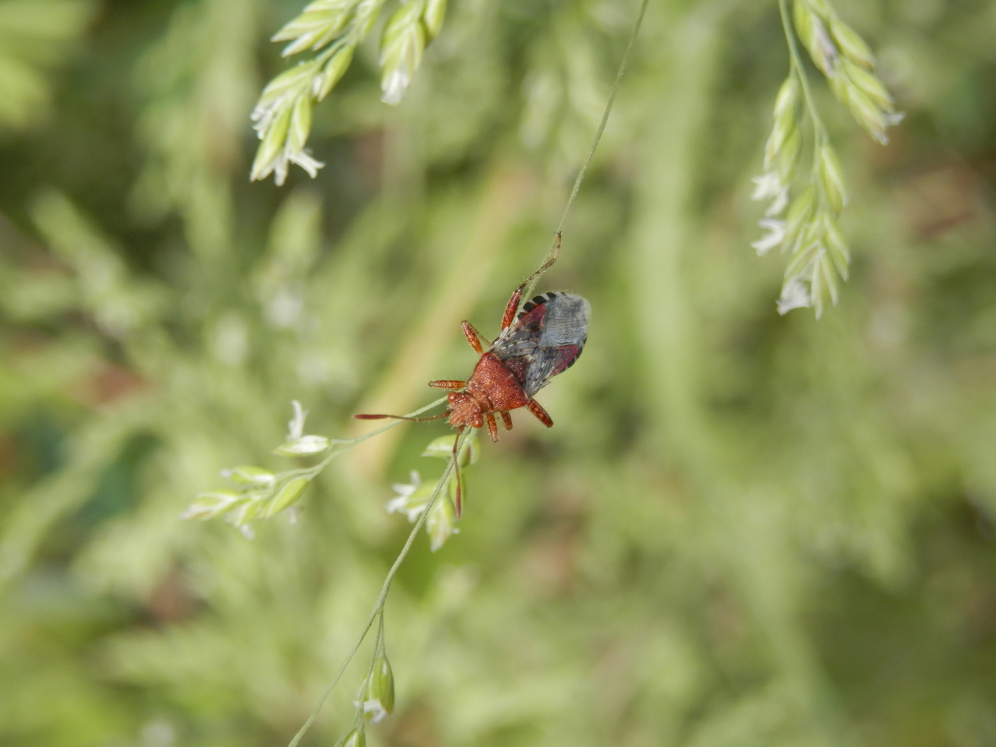 Hängepartie - Meine erste Glasflügelwanze (Rhopalus subrufus) in diesem Jahr