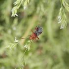 Hängepartie - Meine erste Glasflügelwanze (Rhopalus subrufus) in diesem Jahr