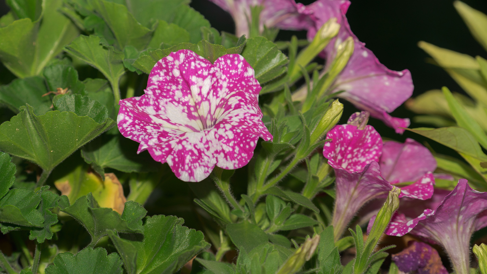 Hängepetunie in unserem Blumenkasten