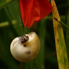 "Hängeschnecke"