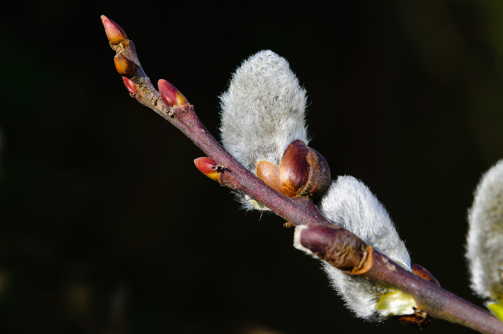 Hängeweide in unserem Garten