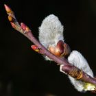 Hängeweide in unserem Garten