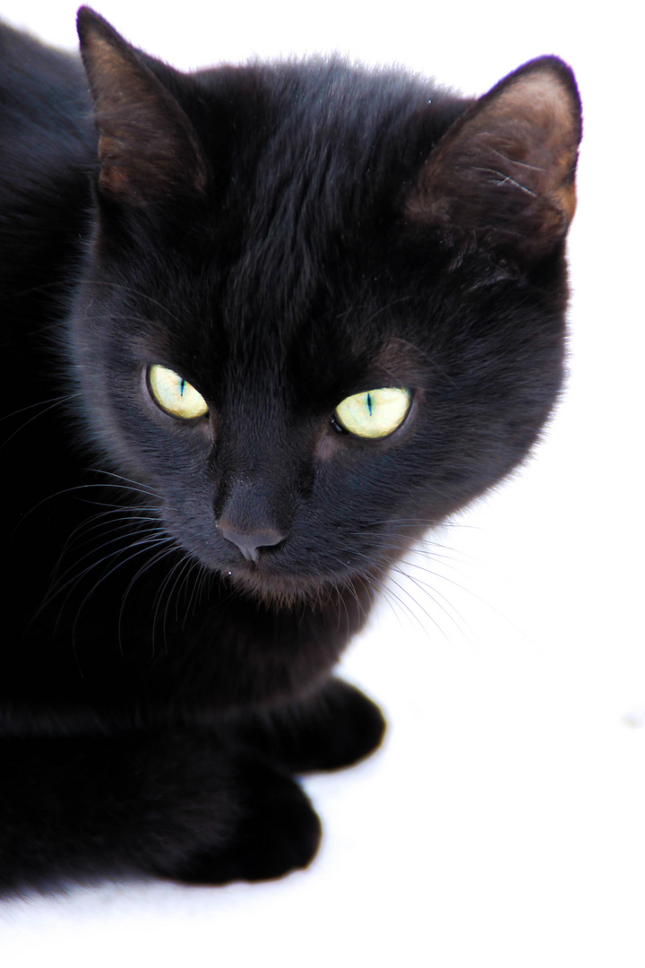 Hänsel, der Kater aus dem Harz