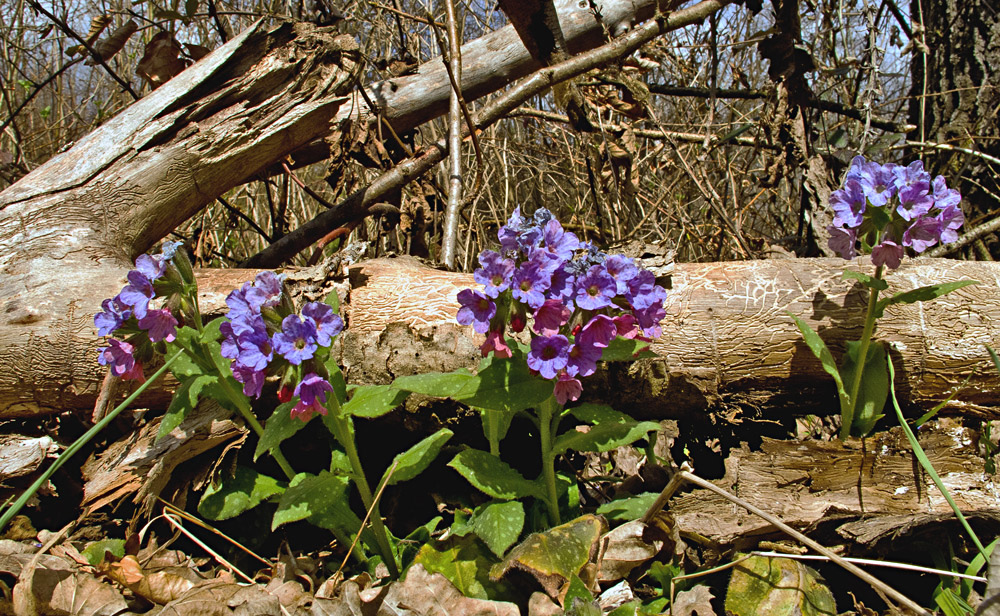 Hänsel und Gretel im Wald! Foto & Bild | pflanzen, pilze ...