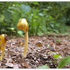 Hänsel und Gretel verirrt Euch nicht im Wald