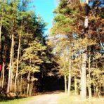 Hänsel und Gretel verliefen sich im Wald ...