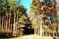 Hänsel und Gretel verliefen sich im Wald ...