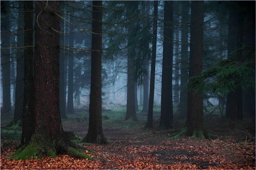 Hänsel und Gretel-Wald