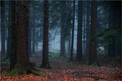 Hänsel und Gretel-Wald