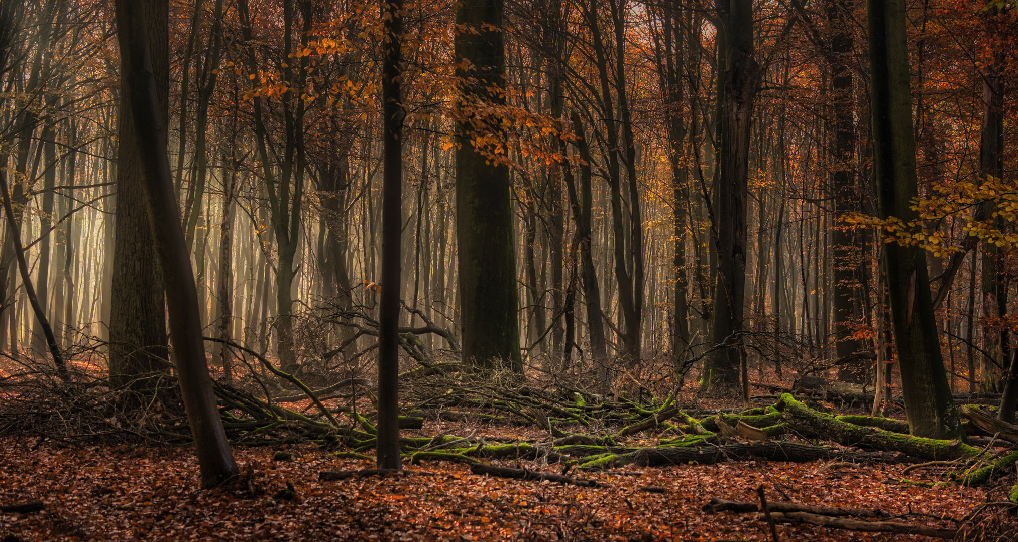 Hänsel und Gretel-Wald