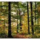 Hänsel und Knödel, die gingen in den Wald....