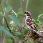 Häppchen für die Kleinen