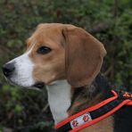 Häppy, der Beagle