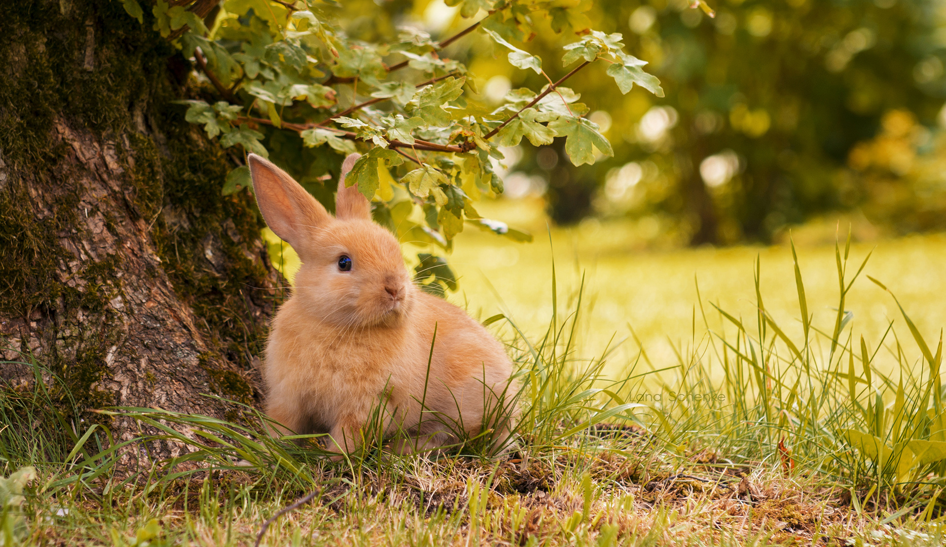 Häschen Foto & Bild | tiere, tier und mensch, hase Bilder auf fotocommunity