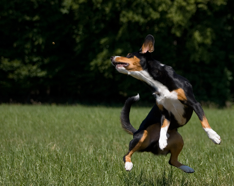 Häschen, äh... Hund hüpf!