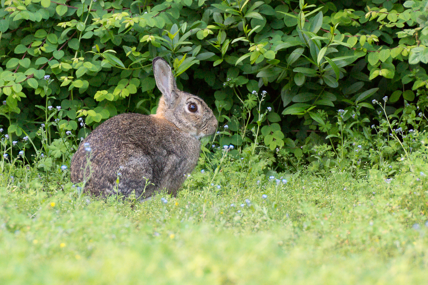 Häschen... ähm.. Kaninchen