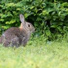 Häschen... ähm.. Kaninchen