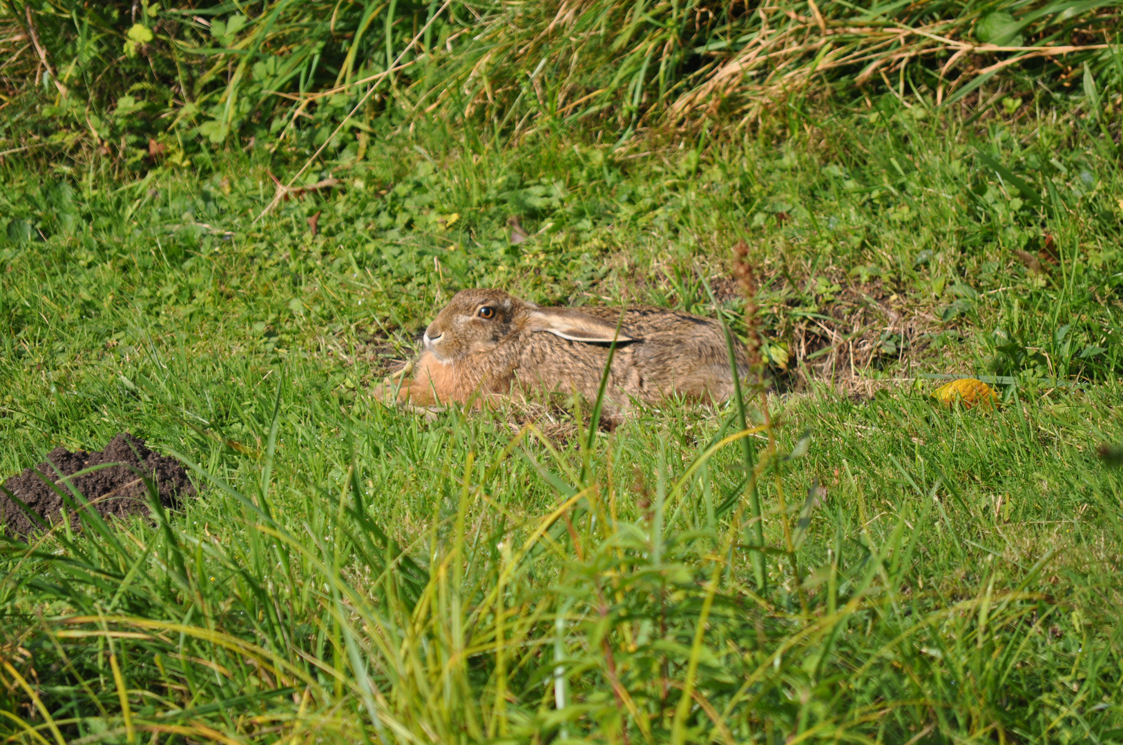 Häschen am Teich