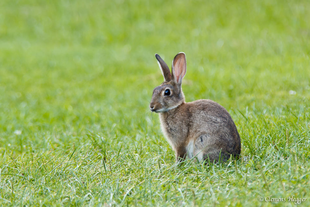 Häschen auf der Wiese Foto &amp; Bild tiere, natur Bilder