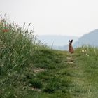 Häschen beim Sonnenbad