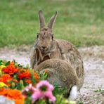 Häschen-FotoStory-Teil 2