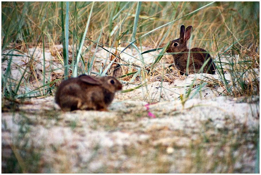 häschen in den dünen 2