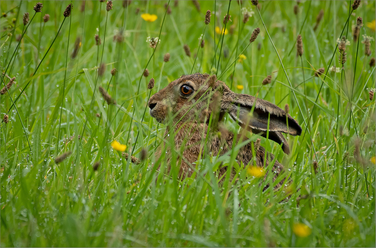 Häschen in der Wiese   . . .