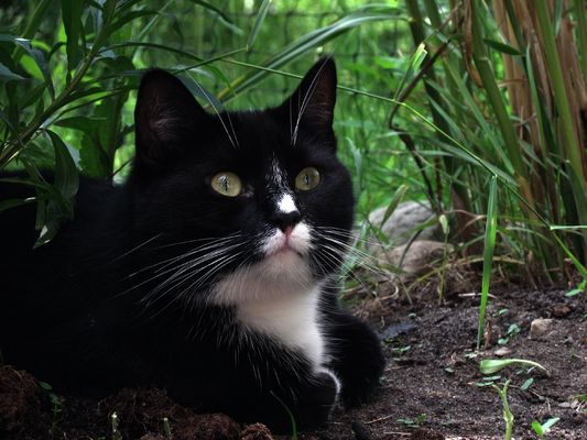 Häschen (Jerry) in der Grube, sitzt und....