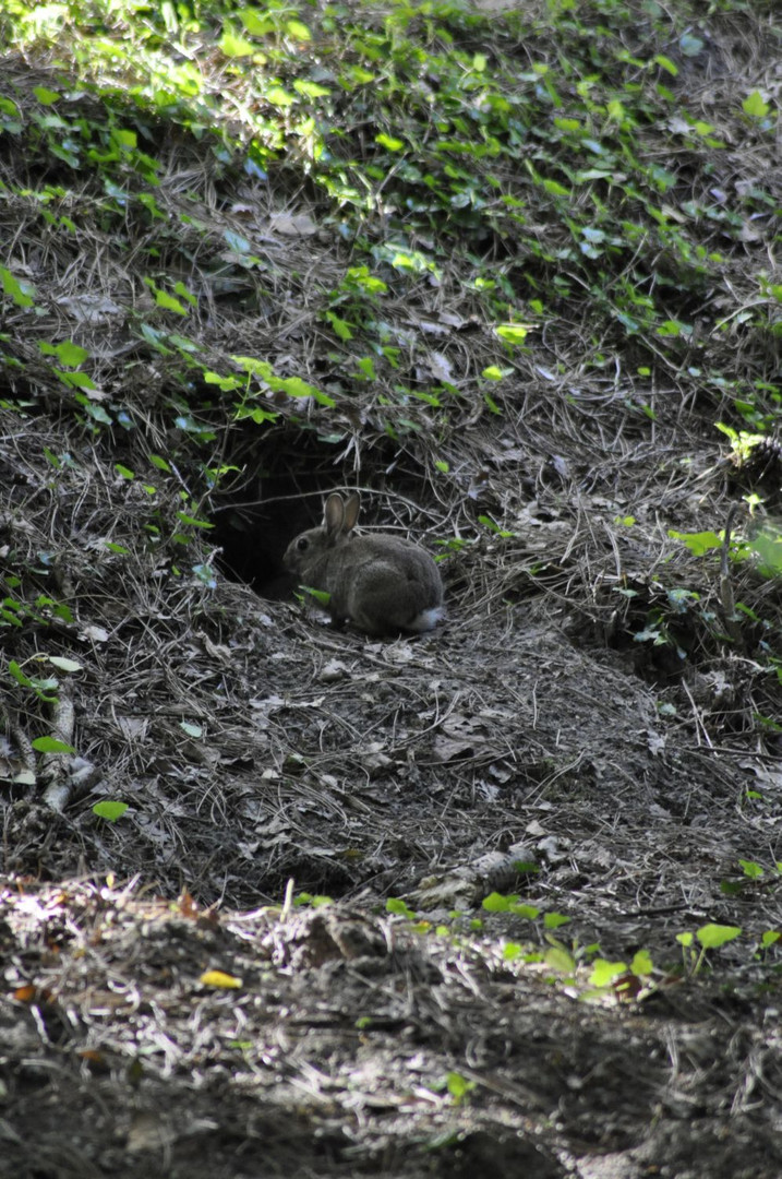 Häschen vor der Grube