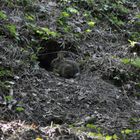 Häschen vor der Grube