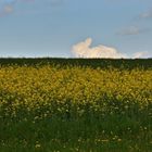 Häschen-Wolke über dem Rapsfeld