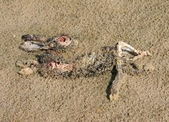 Häseken am Strand