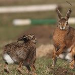 Häseken Hase :O))