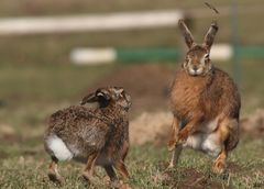 Häseken Hase :O))