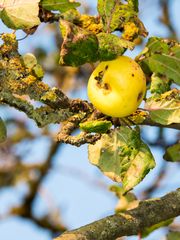 Hässlich und doch gesund