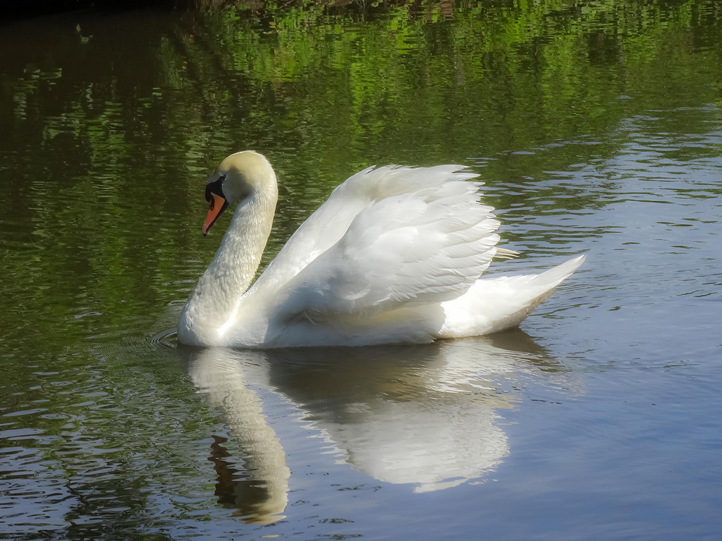 hässliche Ente