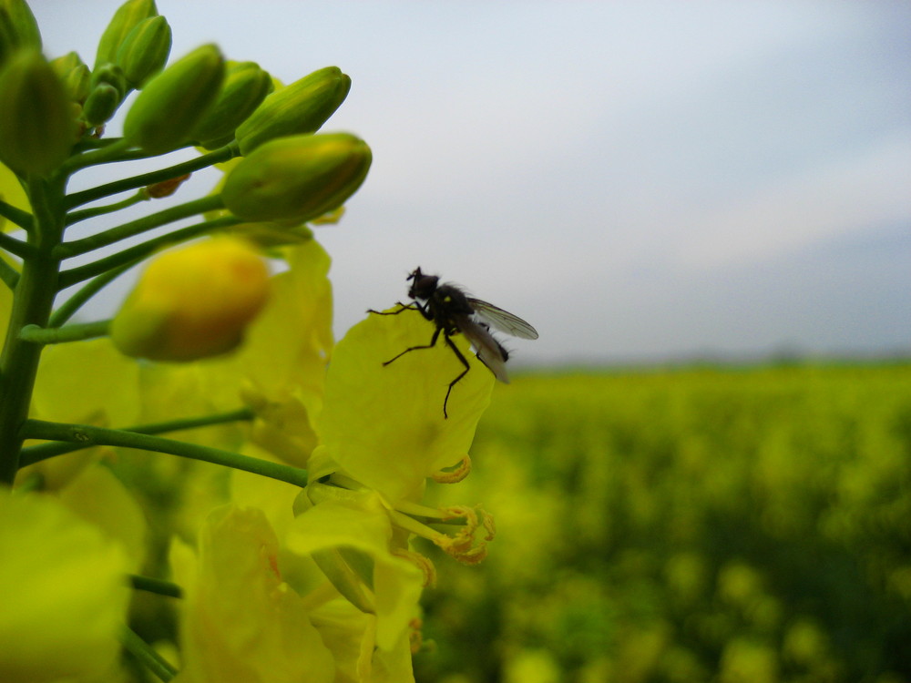 hässliche Fliege ;)