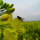 hässliche Fliege ;)