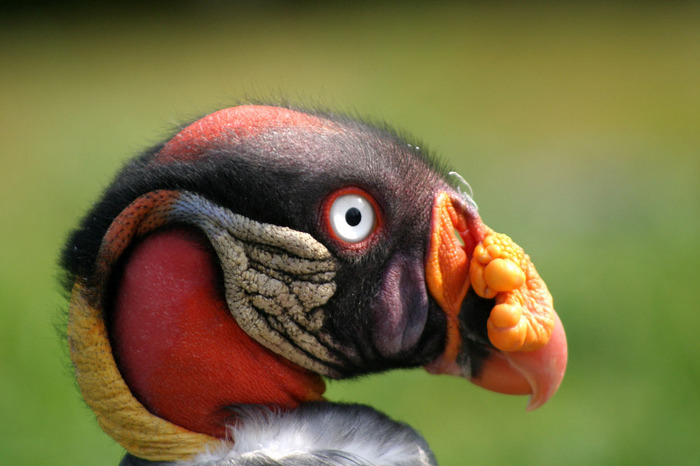 Häßliche Vögel sind gar nicht so häßlich