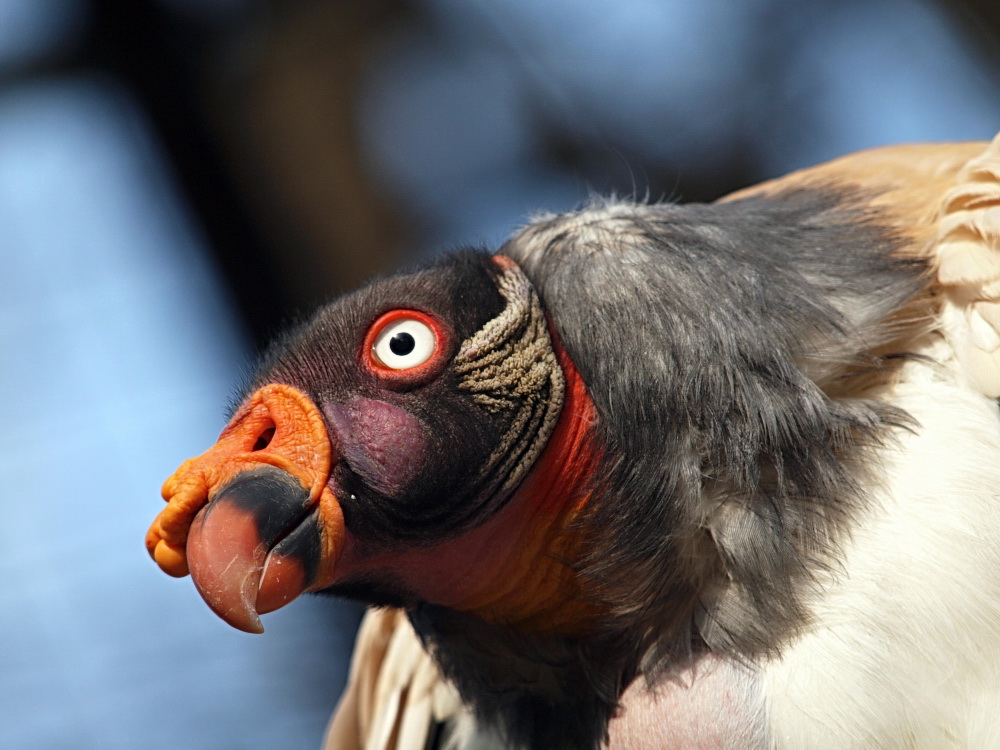 hässlicher Vogel