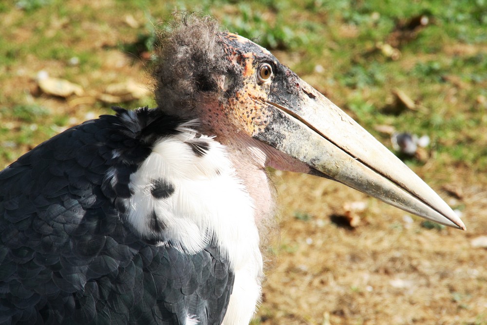 Hässlicher Vogel