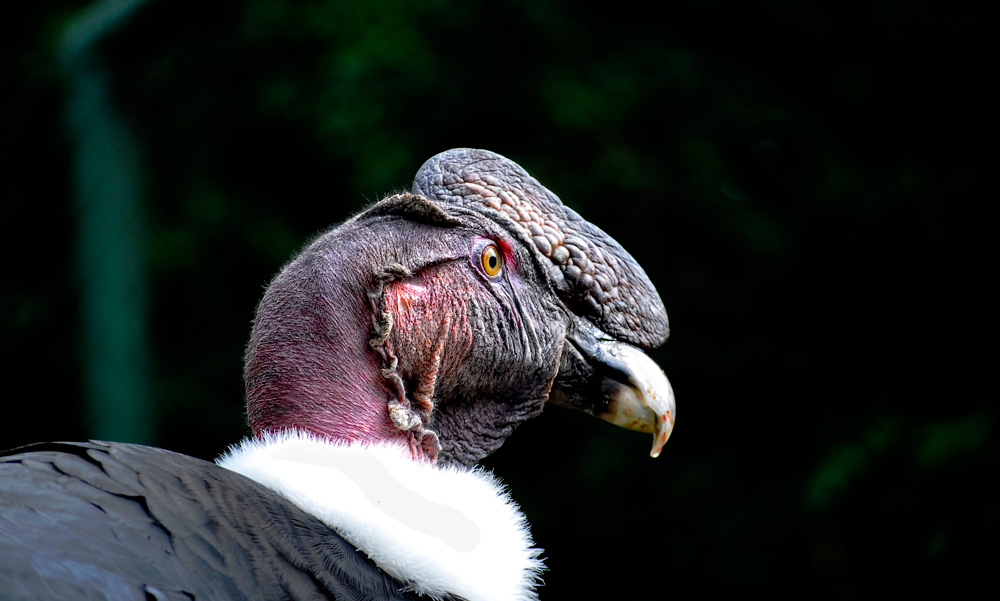 hässlicher Vogel