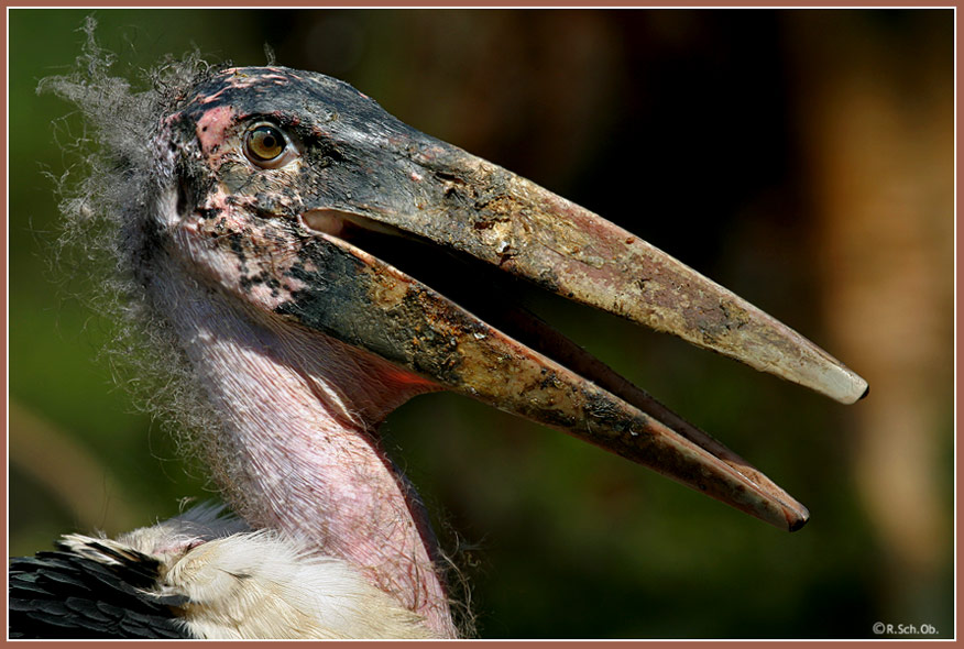 haesslicher-vogel-f418aea8-1b95-47fa-a4f9-9b7ab1a2154d.jpg