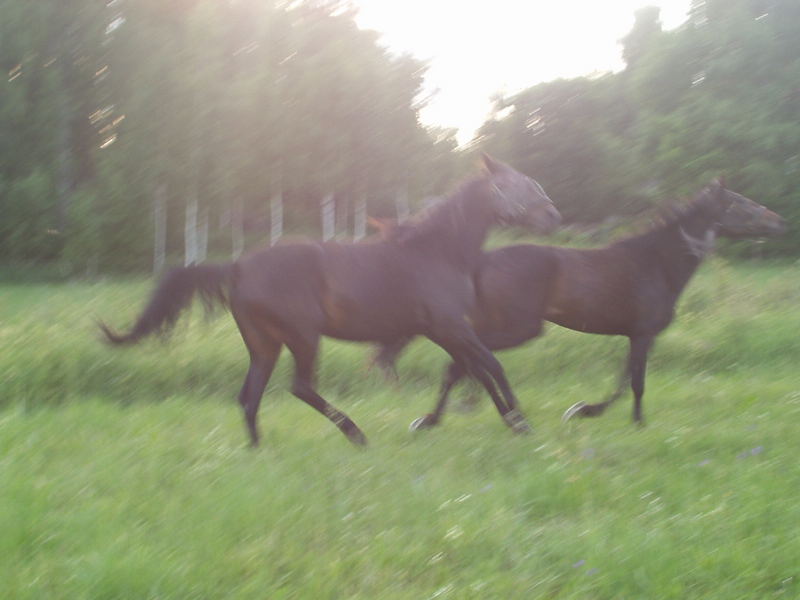 Hästar (horses)