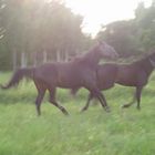 Hästar (horses)