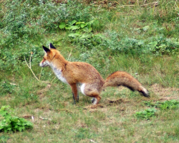 hätte der Fuchs nicht ges......., hätte er die Gans gekriegt.