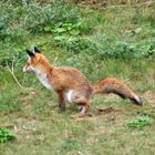 hätte der Fuchs nicht ges......., hätte er die Gans gekriegt.