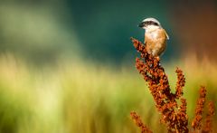 "Hätte ruhig näher kommen dürfen ...." Dann halt so!