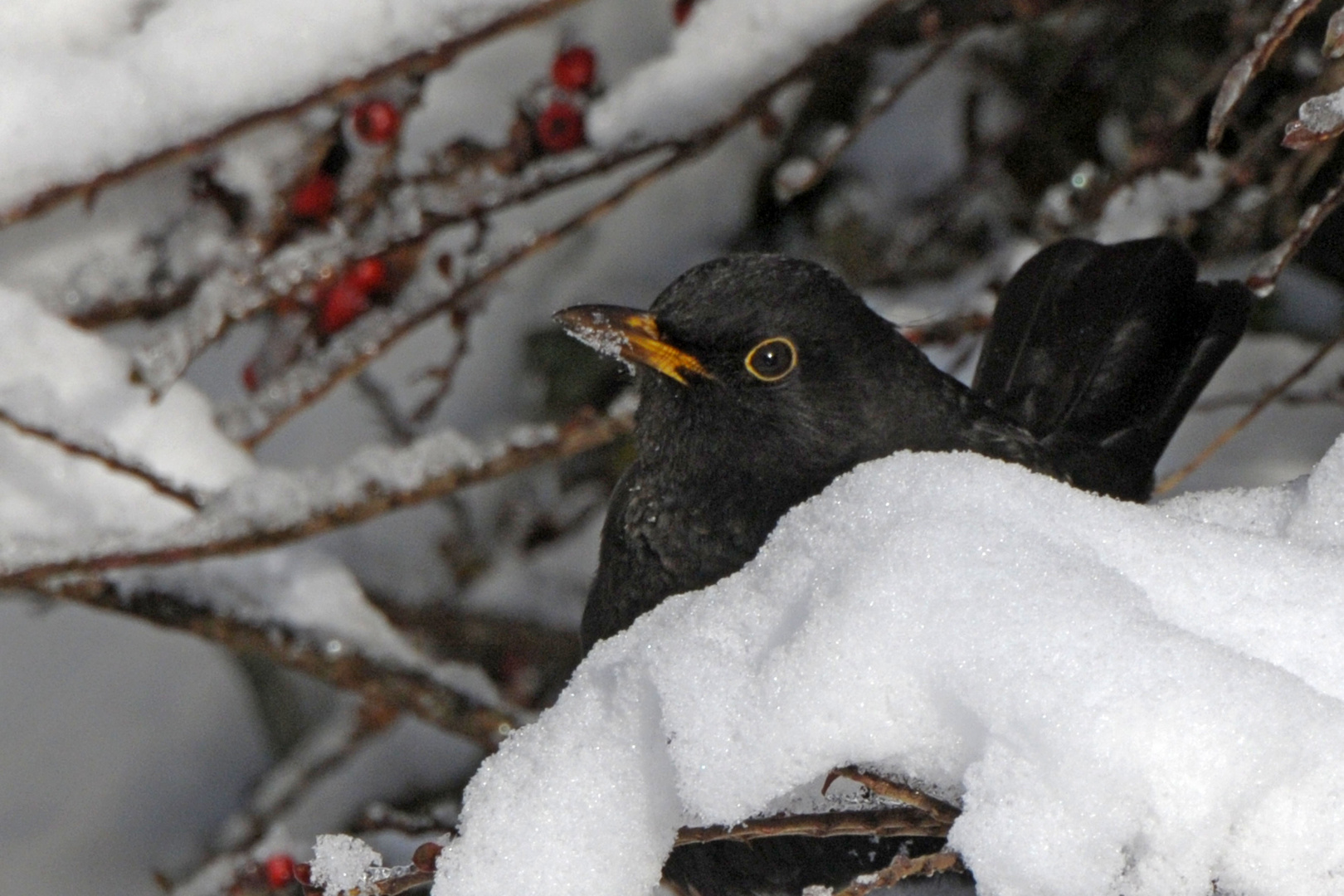 Hätte sich bald vor mir versteckt - Amsel