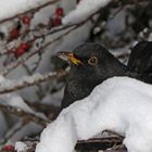 Hätte sich bald vor mir versteckt - Amsel